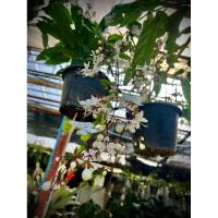 ราคา สร้อยสายเพชร Clerodendrum smithianum ต้นกระดิ่งนางฟ้า สร้อยระย้า ระย้าแก้ว สังวาลพระอินทร์ ตุ้มหูพระอินทร์ (29173504005)