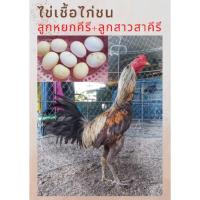 ราคา ไข่เชื้อไก่ชน ลูกหยกคีรีแชมป์ 33.7 ล้าน VS ลูกสาวสาคีรี ทายาทมังกรแดนใต้ ตีโดนทนได้ จำนวน 1 ใบ (16533909510)