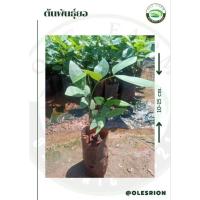 ราคา ต้นพันธุ์คูณขาวขนาด15-20cm. (18610248411)