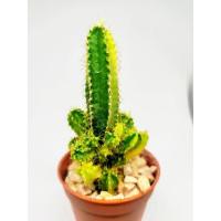 ราคา มีประกัน ส่งไว ปราสาทนางฟ้าด่าง ขนาดประมาณ 8 CM(Cereus tetragonus) #คอนโดนางฟ้า #แคตตัส #Cactus #กระบองเพชร #ไม้อวบน้ำ (7639599189)