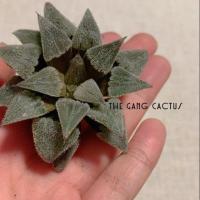ราคา Haworthia Wimi White ไม้อวบน้ำ ฮาโวเทีย (7329520810)