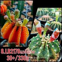 ราคา เมล็ดLB2178 (8.LB2178 แท้ด่าง) (5557418671)
