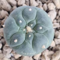 ราคา LF 39 Lophophora Fricii โลโฟโฟรา ฟริซิไอ(ไม้เมล็ด) ต้นกลม หน้าสวย ร่องลึกชัด (17270263504)