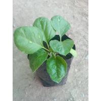 ราคา ต้นพันธุ์ มะเขือเปราะยักษ์ ถุงดำ พร้อมปลูก 30 บาท (Giant Eggplant) รสชาติหวานกรอบ อร่อย (54406651907)