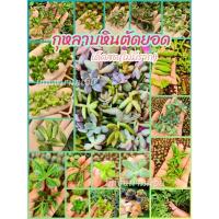 ราคา ยอดกุหลาบหินตัดสด กุหลาบหินราคาถูก กุหลาบหินสวยๆ☘ (9753269725)