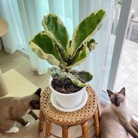 ราคา ไทรใบสักด่าง - ไม้ด่างใบสวย (19703330973)