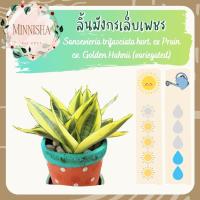 ราคา [ล้างราก/กระถางดำ] ลิ้นมังกรแคระ ลิ้นมังกรเล็บเพชร โกลเด้นฮานิอายด่าง ไม้ฟอกอากาศ ดูดสารพิษ ไม้ในร่ม รำไร ไม้ประดับ (9979293141)