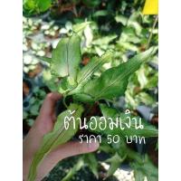 ราคา ต้นออมเงินออมทอง ไม้มงคล (3494235895)