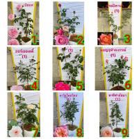 ราคา (ขาย ต้นพันธุ์) ดอก ต้น กุหลาบ มอญสุโขทัย บีชอฟ บีชอป บิชอป bishop s castle rose ชัวร์เอมมานูเอล soeur emmanuelle ทรอปิค (9554605976)