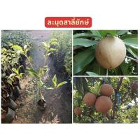 ราคา ต้นละมุดพันธุ์สาลี่ยักษ์ ลูกใหญ่เกือบ1กิโล (กิ่งทาบ)ต้นสูง40-50เซน ต้นสวยแข็งแรง ติดลูกเร็ว ผลใหญ่รสหวาน (44856943627)