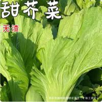 ราคา 现货大合甜芥菜种子芥菜蔬菜种子四季秋播芥菜种子叶子青菜种子甜芥菜Large-leaf sweet mustard seeds, mustard vegetable seeds, all-season20260407 (46808332248)