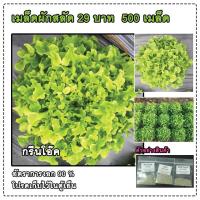 ราคา เมล็ดสลัดกรีนโอ๊ค กรีนโอ๊ค Green Oak ถูกสุด 500 เมล็ด มีคู่มือ (2736547819)