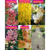 ราคา รวม มี 5 สีให้เลือก ต้นคูน ต้น คูน ราชพฤกษ์ สีเหลือง สีแดง สีชมพู สีรุ้ง สีขาว เพาะเมล็ด / นาวิน (25857932623)
