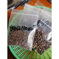 ราคา เมล็ดพันธุ์มะละกอฮอลแลนด์ จำนวน 100 เมล็ด (4959843004)