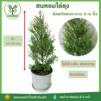 ราคา สนหอมไล่ยุง ในกระถาง 5-6 นิ้ว ต้นสนหอม ต้นสนหอมไล่ยุง กลิ่นใบหอม ปลูกแดดจัดตลอดวัน - แดดปานกลาง (8480204221)