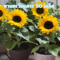 ราคา เมล็ดพันธุ์ทานตะวันแคระ 50 เมล็ด (56258215797)