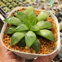 ราคา Haworthia Turgida succulents 2U กุหลาบหินนำเข้า ไม้อวบน้ำ (6054146318)