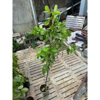 ราคา แก้วเจ้าจอม พันธุ์ 4-6 (10 ใบ) กิ่งตอน 80-100 cm. (28988628593)