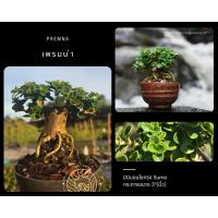 ราคา เพรมน่าไต้หวัน [Premna] ทรงซูโม่ บอนไซจิ๋ว ไม้กระถาง 3”(นิ้ว) กระถาง 4"(นิ้ว) (5571109167)