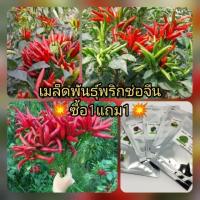 ราคา เมล็ดพันธุ์พริกช่อจีน ซื้อ1แถม1 (2535690591)