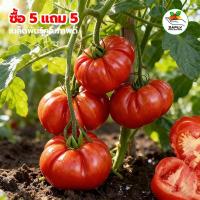 ราคา [ซื้อ 5 แถม 5 ฟรี]เมล็ดพันธุ์ มะเขือเทศ คอสโตลูโต 80 เมล็ด Costoluto Genovese Tomato Seed คุณภาพดี (50202739699)