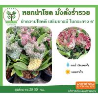 ราคา ต้นหยกมงคล​ หยกนำโชค​ ในกระถาง 5-8" เสริมดวงความรัก การเงินการงาน (6842791895)