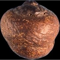 ราคา หมากทุย หลวงปู่เอี่ยม วัดหนัง 1ใน9เครื่องรางมหามงคล สภาพเชือกร่อนแต่แท้ดูง่ายมาพร้อมฟิล์มX-Ray (56104745961)