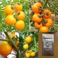 ราคา เมล็ด : เมล็ดมะเขือเทศท้อสีเหลือง Yellow Plum Tomato Seed มะเขือเทศ มะเขอเทศท้อ เมล็ดผัก เมล็ดพันธุ์ 30 เมล็ด (5879236277)