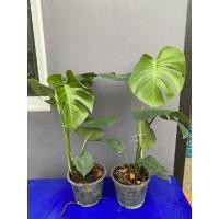 ราคา มอนสเตอร่า (Monstera Deliciosa) ไม้ฟอกอากาศ ขนาด 50-60 เซนติเมตร ส่งพร้อมกระถาง (8174327248)