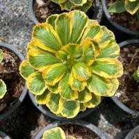 ราคา นาคราชทองอำพันด่างเหลือง ต้นมังกรทอง นาคราชทองคำ ต้นไม้มงคล Euphorbia Poissonii Variegata (42053467243)