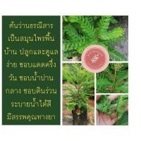 ราคา ต้นว่านธรณีสาร ราคา 65 บาทค่ะ**สินค้าขายดี** (7425557571)