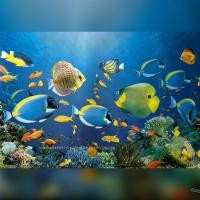 ราคา ภาพ ปลาทะเล รูปภาพโปสเตอร์ตู้ปลาท้องทะเล ปลาโลมา ขนาด 60x89 cm. ไม่มีกาวในตัว ไม่ใช่สติ๊กเกอร์หรือวอลเปเปอร์ ไม่ใช่ผ้า (51158449260)