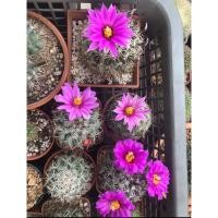 ราคา แมมมิลลาเรีย ชูแมนนิไอ (แคคตัส)Mammillaria Schumannii (5660314905)
