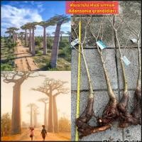 ราคา ต้น ต้นเบาบับ ต้นมหาสมบัติ ต้นขนมปังลิง baobab tree เมล็ด พันธุ์ แกรนด์ Adansonia grandidieri (52200929076)