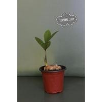 ราคา ต้น กวักมรกต ZZ Plant ( Zamioculcas zamiifolia ) กวักมรกตโขด ไม้มงคล ไม้ประดับ ไม้ฟอกอากาศ (11008166866)
