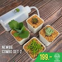 ราคา Newbie Combo set 2 เซ็ตมือใหม่หัดปลูกแคคตัสและกุหลาบหิน imported succulents Succulents 2U กุหลาบหินนำเข้า ไม้อวบน้ำ (4755852250)