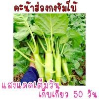 ราคา (เมล็ดดอกไม้)เมล็ด​พันธุ์​คะน้าเห็ดหอมฮ่องกง​จัมโบ้​ 500เมล็ด​/เมล็ดดอก พันธุ์ดอกไม้ เมล็ดพันธุ์ต้นไม้ ดอกทานตะวันเมล็ด (17534591284)