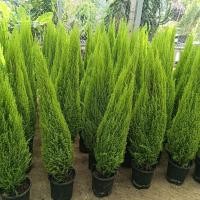 ราคา สนเลม่อน,สนไซเปรสขนาด90-100ซม (41717414847)