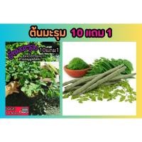 ราคา ต้นมะรุม ผักสวนครัว สมุนไพรไทย อภัยภูเบศน์ ตำรับยา ผลไม้ ผักเคียง โบราณ บำรุงรักษา ป้องกัน อาหารเสริม ต้นไม้ ดินปลอดสาร (25525605937)