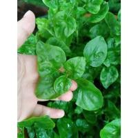 ราคา ต้นกล้า วอเตอร์เครส สีเขียว ราชินีผัก สำหรับคนรักสุขภาพ green watercress สลัดน้ำ กล้าละ 10บาท (29212979440)