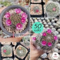 ราคา [ 50 เมล็ด ] เมล็ดแมมขนแมว Mammillaria Bocasana แคคตัส กระบองเพชร cactus&succulent (4370317656)
