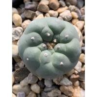 ราคา Lophophora fricii yatagai x ibo ไม้เมล็ด (21962356144)