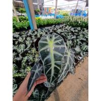 ราคา ต้นแก้วสารพัดนึก แก้วสารพัดนึก ไม้มงคลนิยมปลูกเพื่อเสริมสิริมงคล (10829201105)