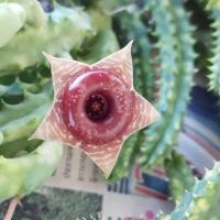 ราคา เก๋งจีนด่าง ดอกโดนัท Huernia พร้อมอุปกรณ์ปลูก (14039994873)