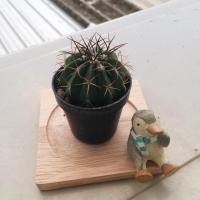 ราคา Melocactus schatzliiเมโลแคคตัส (24568867)