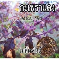 ราคา เมล็ดกระเพราแดง กลิ่นหอมฉุนแรงกว่ากระเพราขาว 700 เมล็ด (28459057370)