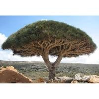 ราคา ต้นจันผาเลือดมังกร(DracaenaDraco) (23540509232)
