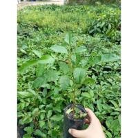 ราคา มะตูมแขก หรือมะตูมซาอุ (29974245083)