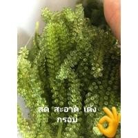 ราคา สาหร่ายพวงองุ่น. โลละ140บ.พร้อมน้ำจิ้มซีฟู๊ดรสเด็ด (9014344948)