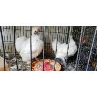 ราคา ไข่เชื้อไก่สวยงาม(ซิลกี้) ราคาต่อ1ฟอง (16313632187)